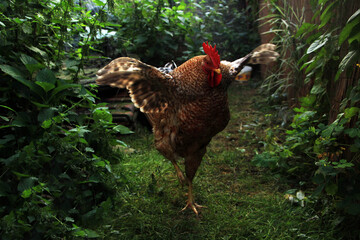 Rooster king in his garden