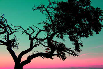 Fototapeta na wymiar Colorful sunset is playing with tree silhouette