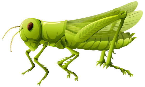 Close up of grasshopper in cartoon style on white background