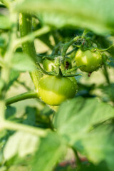 fresh Tomatoes. Homemade vegetable garden at backyard.