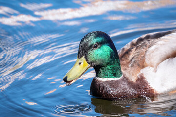 Duck swims in the pond.