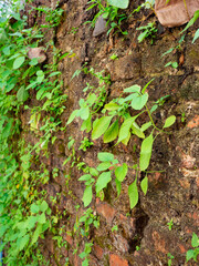 Naturally occurring weeds on a brick wall On the floor is humid, close to the natural habitat.