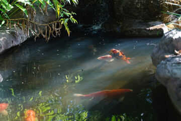 Japanese Koi Carp eating fish food