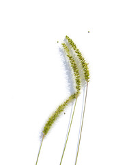 Ear of green foxtail grass, green bristlegrass, or wild foxtail millet isolated on white background. Setaria viridis