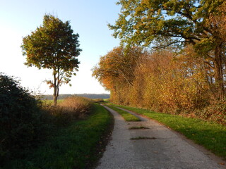 Obraz premium road in autumn
