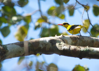yellow nape oriole bird perched on branch tree in the winter visitor season  of bird migration in asia.
