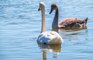 A white mute swan with orange and black beak and young brown coloured offspring with pink beak swimming in a lake with blue water on a sunny day.