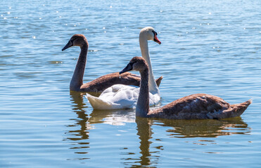 A white mute swan with orange and black beak and young brown coloured offspring with pink beak swimming in a lake with blue water on a sunny day.