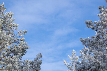 New Year's composition. Pine branches covered with hoarfrost against the blue sky. Christmas, winter, new year concept. Winter landscape, copy space.