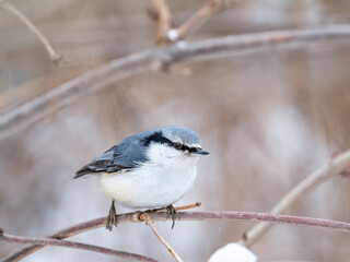 Eurasian nuthatch or wood nuthatch, lat. Sitta europaea, sitting on a tree branch with a blurred background.