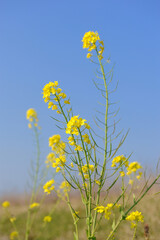 菜の花と青空