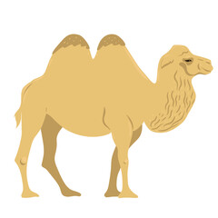 Camel isolated on white background. Vector graphics.