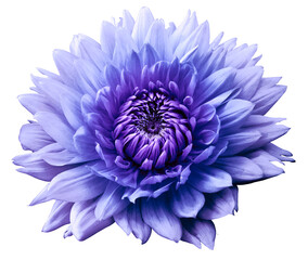 Flower blue-purple motley dahlia. Isolated on a white background. Close-up. without shadows. For design.