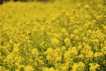 Obraz premium 菜の花畑