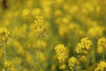 菜の花畑