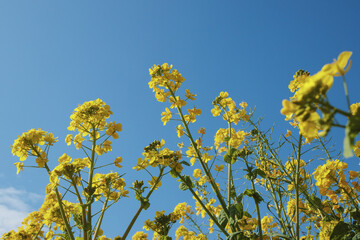 Obraz premium 菜の花