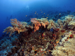 A deep Red Sea coral reef