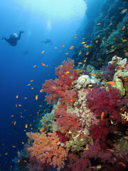 Scuba divers on a colorful central Red Sea coral reef