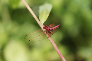 red dragonfly Trithemis aurora on a green leaf