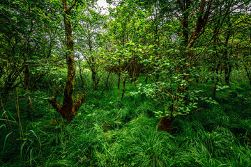 Trees in a green Irish forest