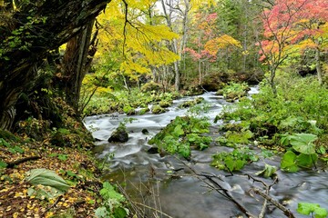 滝見橋で見たカラフルな紅葉情景＠阿寒湖、北海道