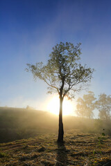 Beautiful view of sunlight morning with the rays in fog and the lonely tree