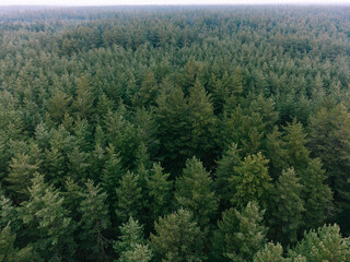 Fototapeta premium Aerial shot of pine tree forest. Ecology wonderlust background