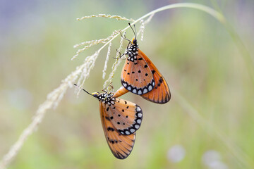 butterfly on a flower