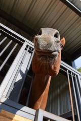 Horsing Around with a Beautiful Brown Horse in her stall - obrazy, fototapety, plakaty