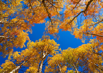 Looking up at a stand of Aspen trees