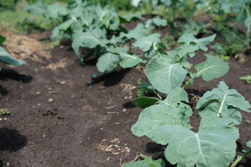 cabbage seedlings growing in a row in a garden. grow vegetables for healthy meal. home grown food. 