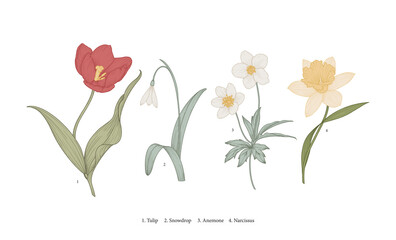 Vintage spring flowers. Vector botanical illustration. Anemone, Narcissus, Tulip, Snowdrop.