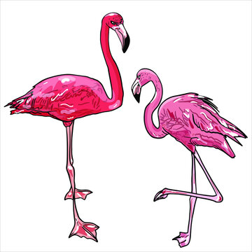 Freehand illustration of two pink flamingos isolated on a white background. Tropical birds for icon, logo, blank for designers, club, interiors