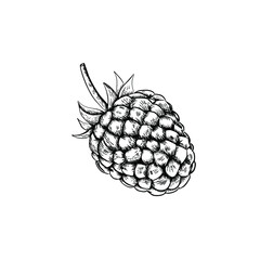 Raspberry isolated berry engraved sketch on white background. Summer berry engraved illustration style.  Hand-drawn food. Great for label, poster, print