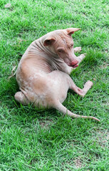 Stray dog lay down on green meadow