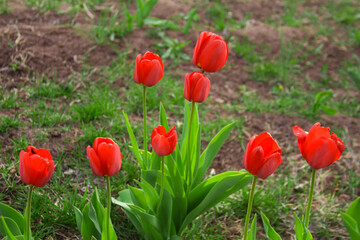 Red tulips, in the elemental light. Spring