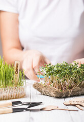 Microgreen radish sprouts in female hands. Raw sprouts, micro greens, seed germination at home. Vegan and healthy eating concept.