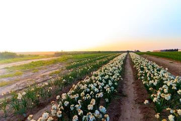 Schilderijen op glas A field with rows of daffodils for sale, the Israeli winter at sunset © yosefhay