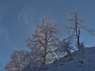 Fototapeta premium Stunning winter landscape with low angle view of bare deciduous trees with snow-covered branches illuminated by the afternoon sun on Kornbühl hill near Burladingen, Germany in Swabian Alb.
