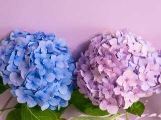 Fototapeta premium Blue and pink hydrangea on a pink background with copy space