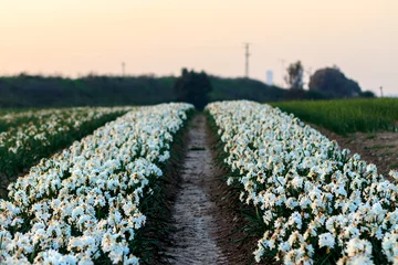 Poster Witte narcis bloemen in het veld, onscherpe achtergrond © yosefhay