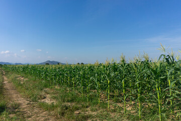 A corn farm in a remote area