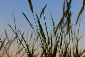 common reed that grow on the banks of a water reservoir, in a water recycling facility, sunset