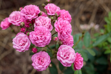 Beautiful pink roses are blooming in the garden. It's the flower of love.