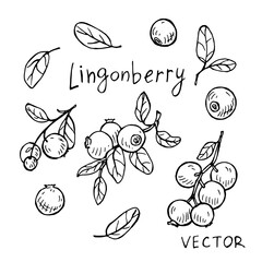 Set of sketches of lingonberry. Vector drawing.