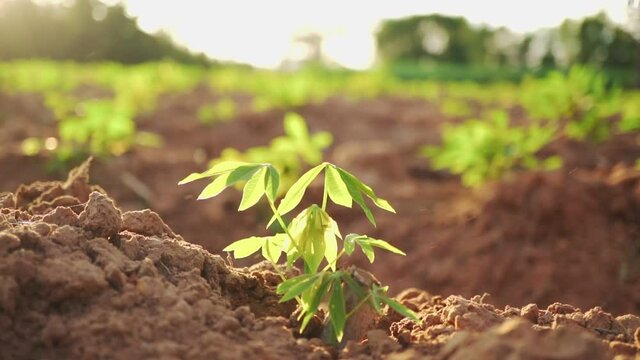 Footage B roll of Hand Watering A Young Plant tree growing on fertile soil in the sunset light, Planting the trees, protect nature, sustainability, sustainable. Cassava plant agriculture concept.