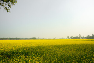 The yellow mustard flowers are fully blooming in the fields.