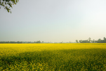 The yellow mustard flowers are fully blooming in the fields.