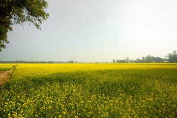 Fototapeta na wymiar The yellow mustard flowers are fully blooming in the fields.