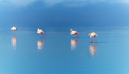 Wild african birds. Group birds of pink african flamingos  walking around the lagoon and looking for food